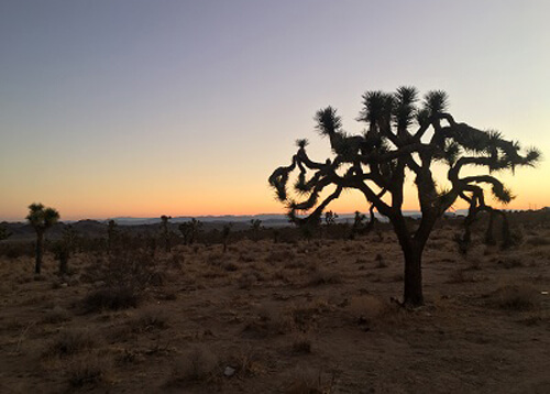 Joshua tree with tree arms pointing in every direction in sparse desert surrounding  at sunrise.