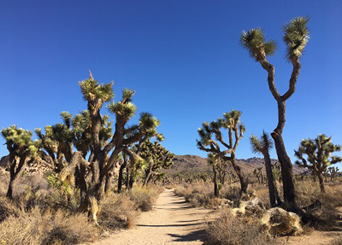 Dirt path in between a series of Joshua trees, blue sky with no clouds.