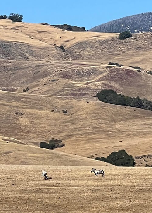 Two zebras on the grounds of Hearst Castle, on yellow grass-covered rolling hills.