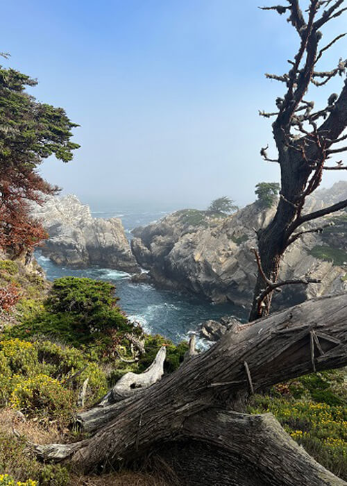 View from vista point looking into ocean with rocky islands and cliffs. Cypress trees in foreground. Blue sky above.