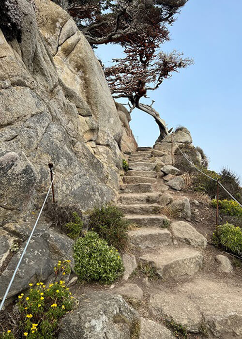 Stone stairs leading up a cliffside, Cypress tree above. Blue sky with no clouds.