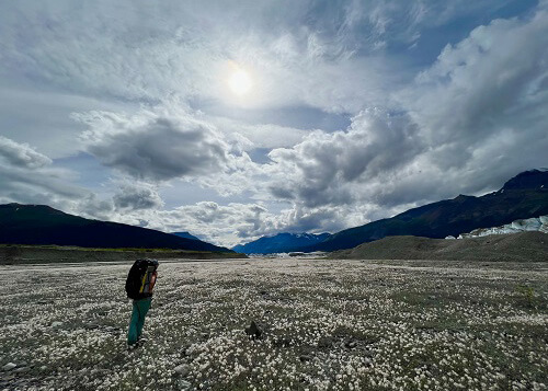 Large field of white dryas plant with hills and clouds in the horizon, hiker at left