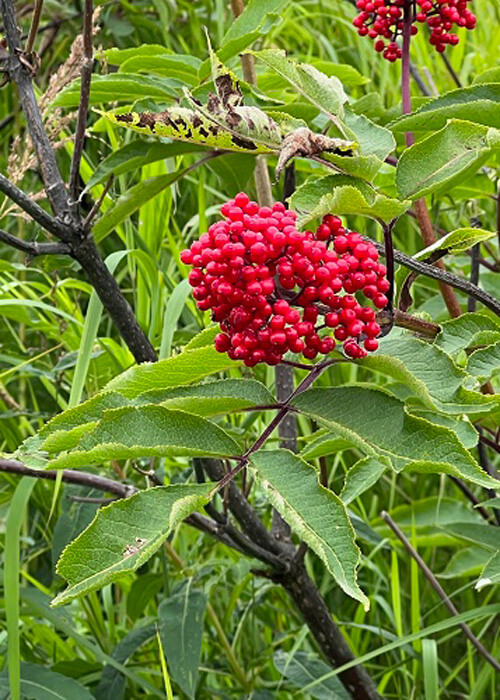 Group of small red berries in green bush