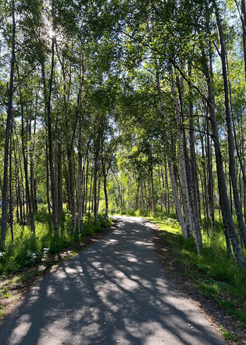 Paved bike path through thick cottonwood trees