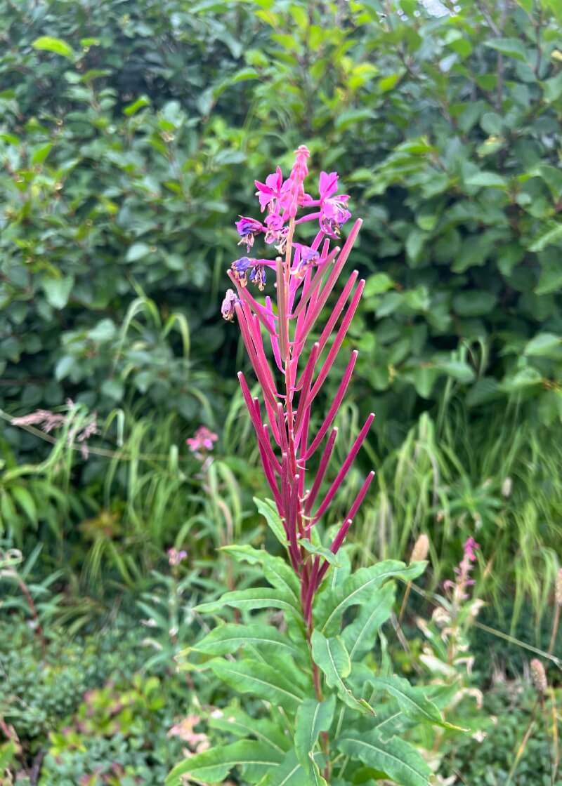 Bright purple plan in a field of green plants and bushes