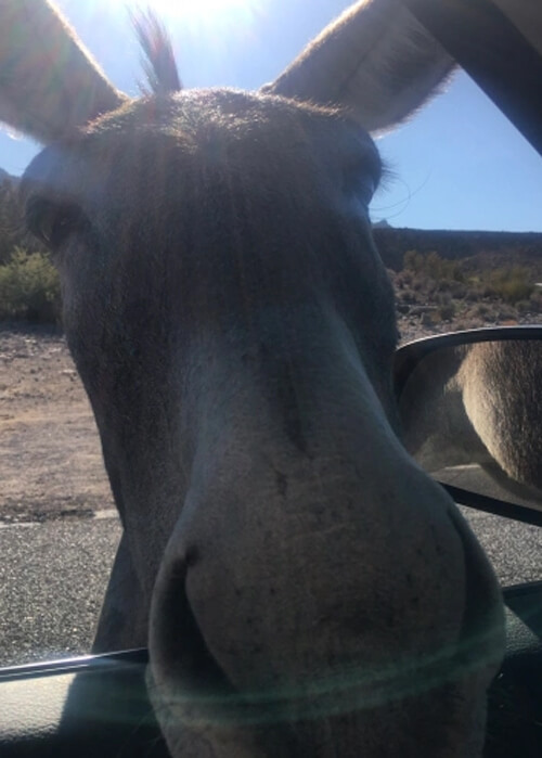 Donkey's head poking into car window, rear view mirror at right and blue sky in background.