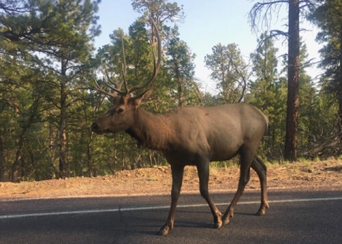 Six-foot-tall elk with antlers walking along road, side view. Green trees and blue sky in background.