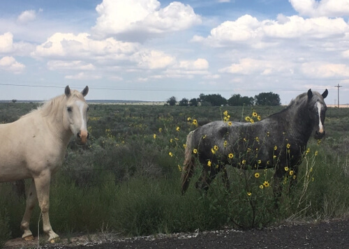 A white horse at bottom left and grey horse at bottom right with a green pasture in background, blue sky with puffy white clouds above.