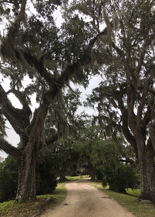 Dirt road leading in between hanging moss trees, grey sky above.