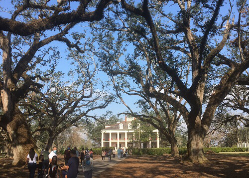 Series of oak trees with a walking path in between them, leading to a two-story high plantation building. Blue sky in the background.