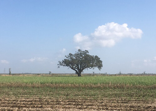 Lone tree sitting perfectly centered in corn field. Blue sky above with a few clouds.