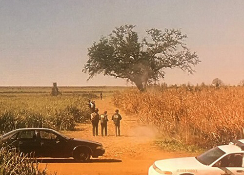 Two police cars and a few detectives walking to a lone tree in a corn field, a scene clip from HBO's True Detective series.