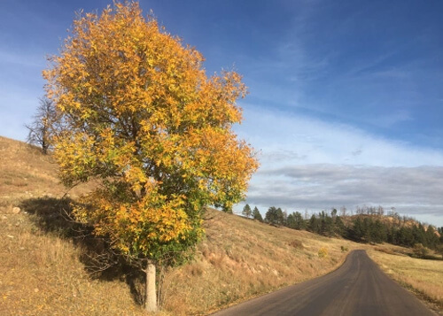 Orange-leaved tree at left and narrow road at right, blue sky above.