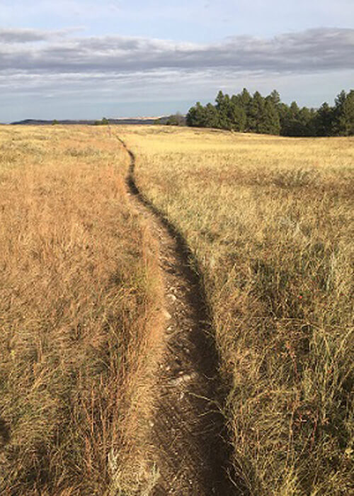 Thin trail through yellow grass, trees in distance and a few clouds in sky.