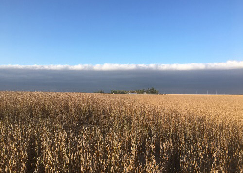 Wheat field with a thick defined layer of clouds in horizon, blue sky above the clouds. 