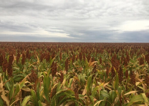 Field of red colored sorghum, grey skies above.