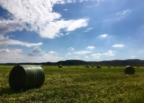 Rolled bails of hay in a green hay field, blue sky and some clouds above.