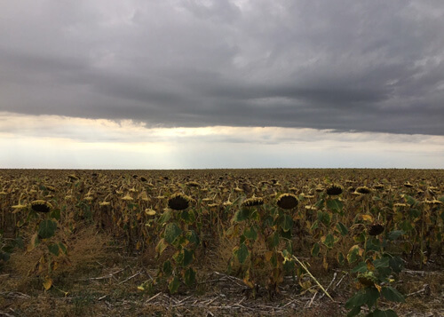 Field of sunflowers with thick storm clouds above, some sunlight shining through clouds.