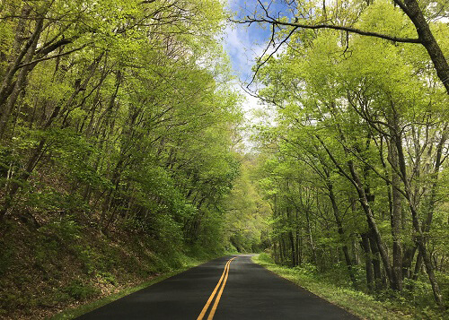 Road leading straight ahead with bright green trees on each side, blue sky with a few clouds above.