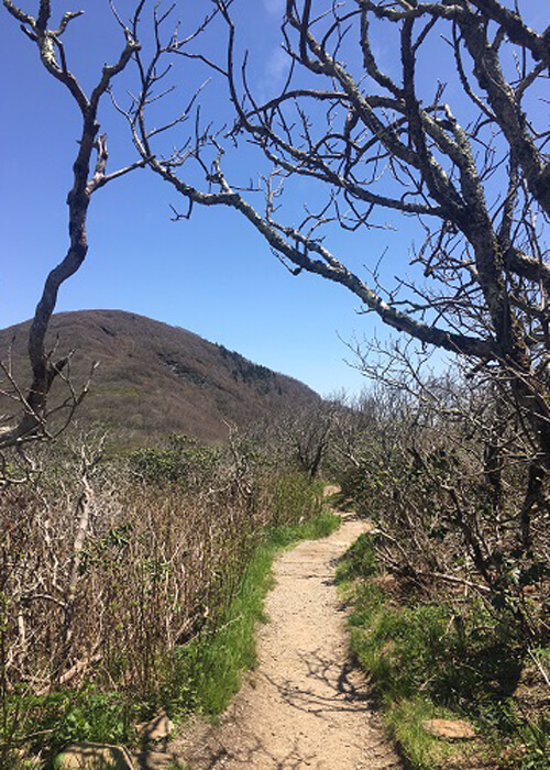 Dirt trail heading straight ahead, with waist high dried bushes and shrubs on both sides. Blue sky above.