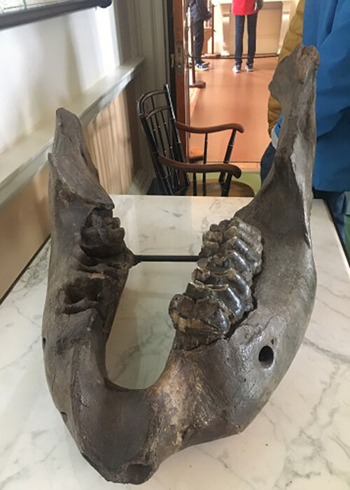 Pair of giant mastodon fossil teeth sitting on marble table inside Thomas Jefferson's house.