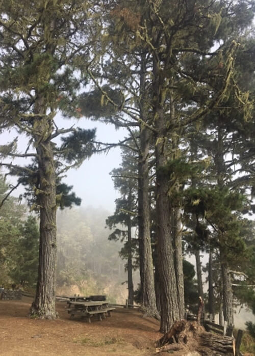 Wooden picnic bench sitting amidst series of tall pine trees, fog in the background.