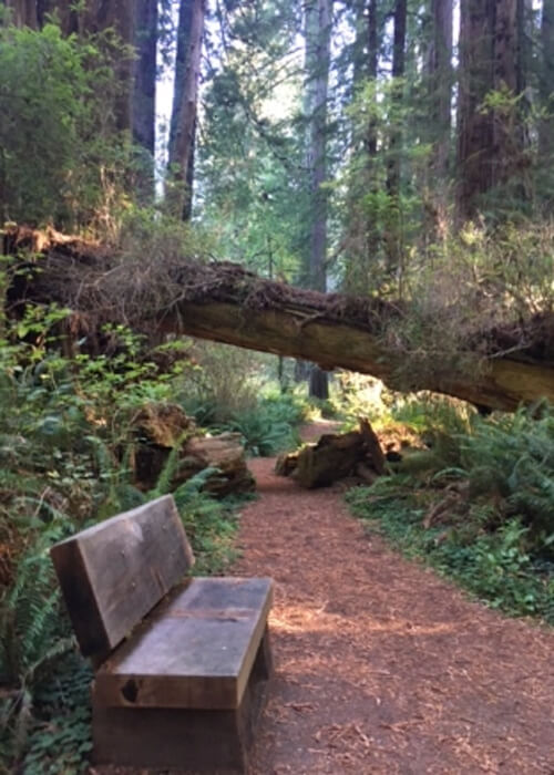 Wooden bench at left of a trail leading into thick redwood trees and one fallen tree laying over the trail.  Blue sky coming through the trees.