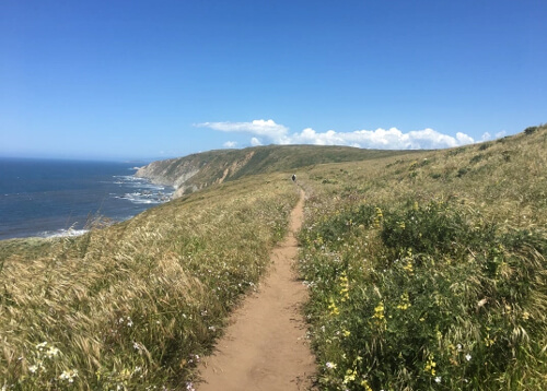 Dirt trail cut through green shrub and yellow mustard flowers, ocean at left.  Blue sky with a few white clouds.