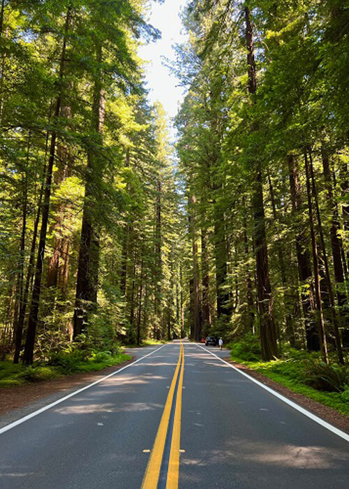 Road leading in between tall redwood trees on both sides, some sunlight peering through the trees onto the road.