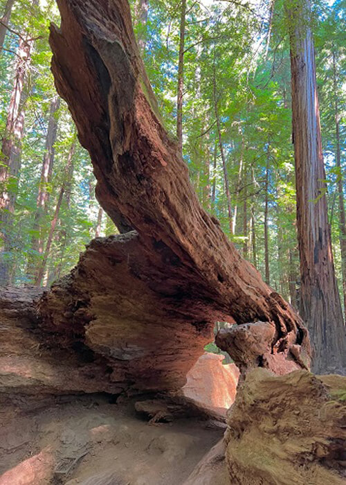 Massive log on ground with a hole in it to crawl through, redwood trees in the background, some sunlight coming through the trees.