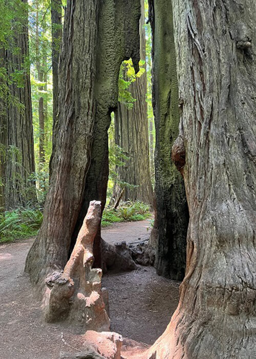 Trunk of giant redwood tree with openings to walk inside. Some sunlight hitting the trunk and other redwoods trees nearby.