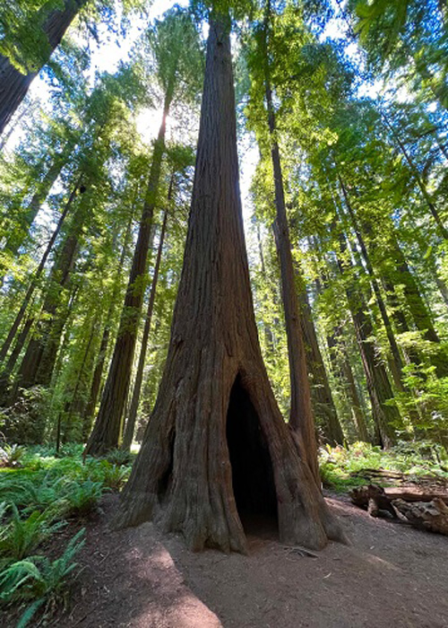 Redwood tree towering into the sky with opening in trunk to walk into. Ferns on the ground and redwood trees surrounding it.