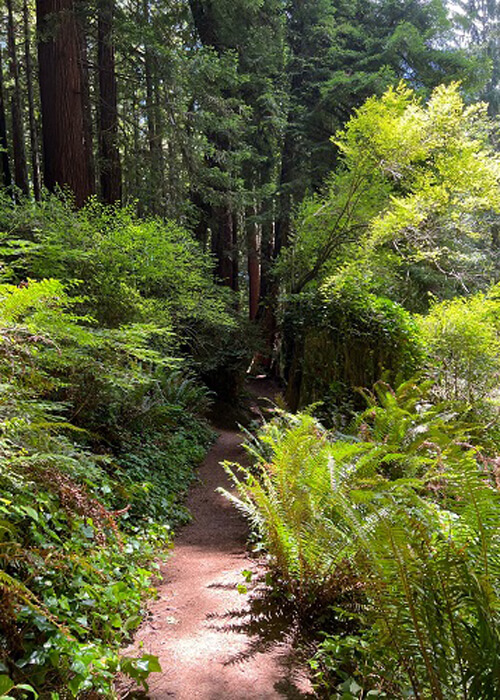 Dirt pathway leading into thick greenery and ferns, some redwood trees ahead on the path. Bright sunlight hitting ferns in the foreground.