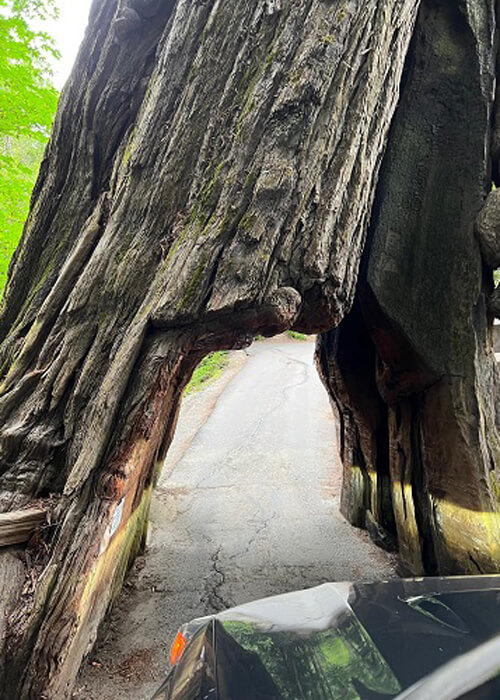 Redwood tree with tunnel carved in trunk to drive car through. Black car hood in foreground, approaching tunnel.