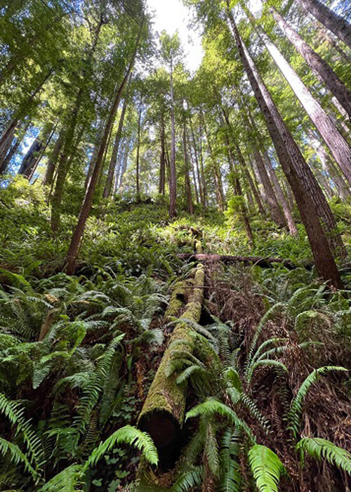 Lush green fern grove with redwood trees in the background and moss-covered log in the foreground. Bright sunlight coming through trees.