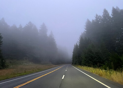 Road leading into thick fog, forest trees on both sides.