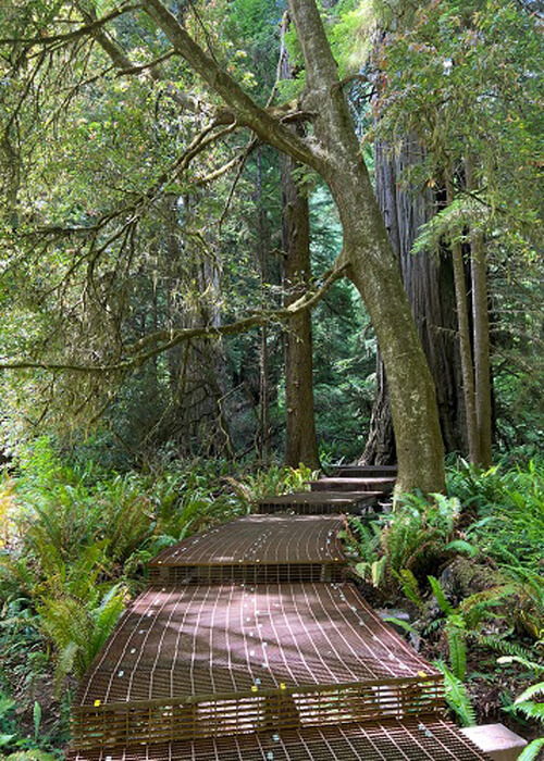 Brown iron plank pathway leads into lush bright green trees and ferns, some sunlight coming through the trees.