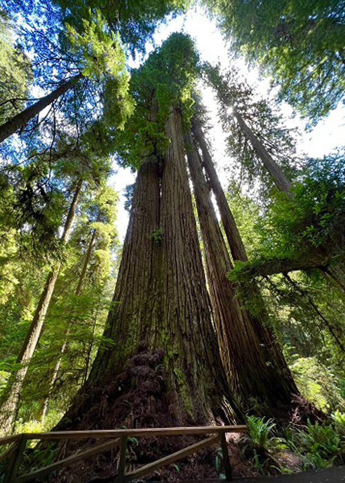 Towering redwood tree soars into the bright sky, surrounded by other redwoods. A few downed branches at base of tree.