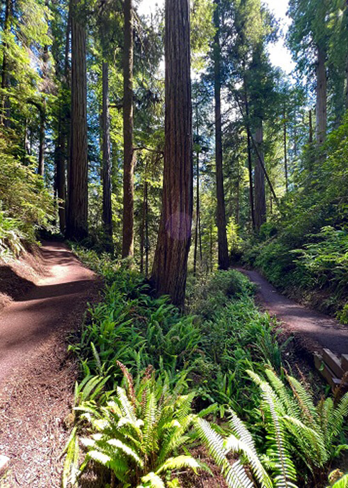 Hiking path at left and right side, with ferns and redwood trees in between. Sun coming through the trees.