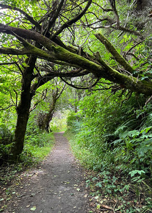 Dirt hiking path leads into a tunnel formation of thick green ferns and moss-covered trees. Bright light coming through trees from sun.