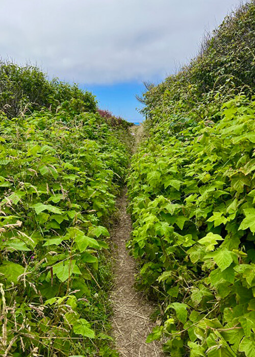 Dirt path leading in between bright greenery over a small hill, blue sky with some thick clouds above.