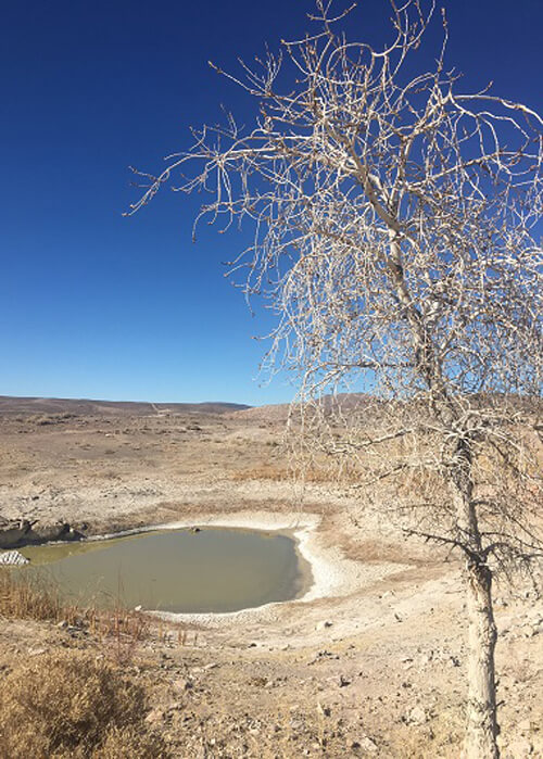 Looking down into a small muddy pond, with white barked tree at right. Blue sky above.