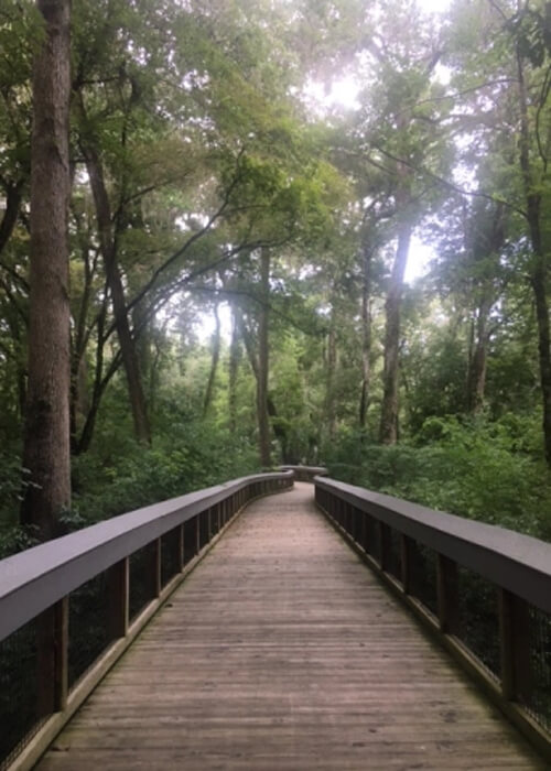 Wooden bridge structure disappearing straight ahead into think green trees, grey sky in background.