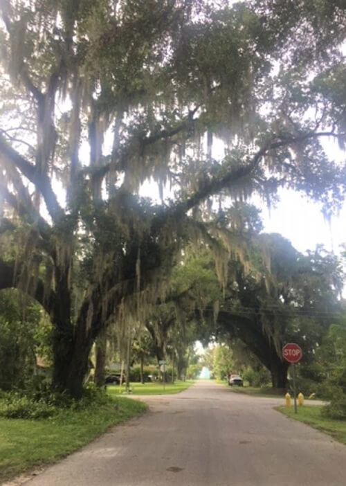 Thick hanging moss trees overhang neighborhood street. Road disappears into horizon ahead.