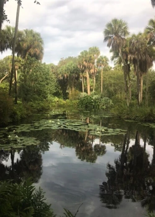 Pond with lily pads floating in it and palm trees at the edges. Grey cloudy sky above.