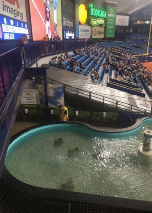 From inside the indoor baseball park, a pool below the outfield stands with sing rays swimming in it. Blue color seats and scoreboard is above the pool. 