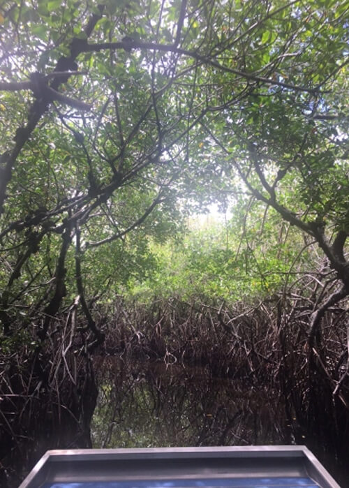 Swamp view from edge of boat, with water at bottom leading thru a tunnel of green leaves and sticks point every direction.