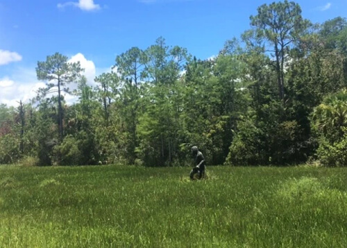 Thick two-foot high grass at bottom, with a statue figure resembling an ape walking through the grass. Green trees behind the figure, and blue sky with scattered clouds above.