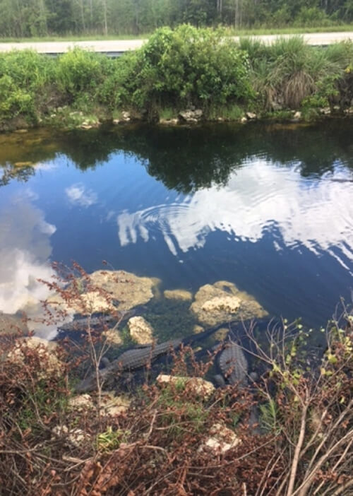 Looking sideways at river with three alligators at bottom somewhat hidden among some rocks and bushes. Some bushes on then a road are on other side of river.