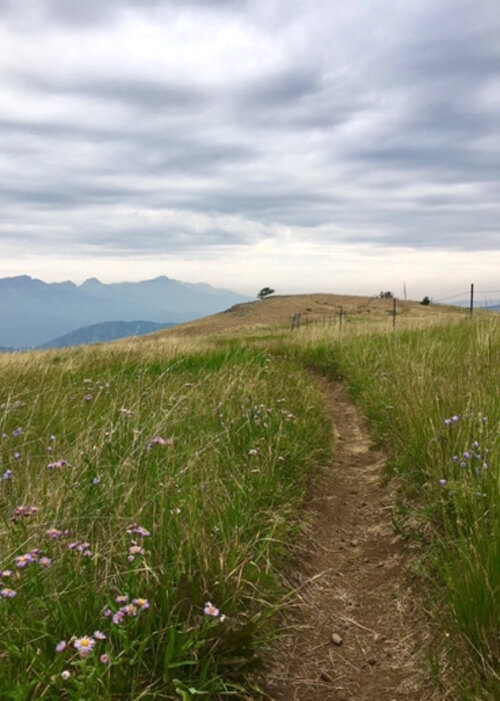 Thick green knee high grass with dirt trail cut through it, a few mountain ridges in the distance and grey cloudy sky above.